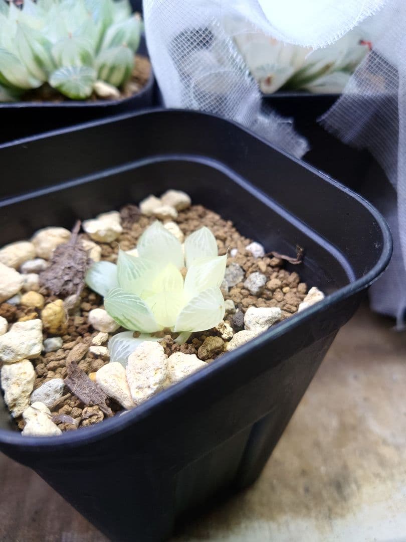 【白蛇伝】カキコ株　発根済み！