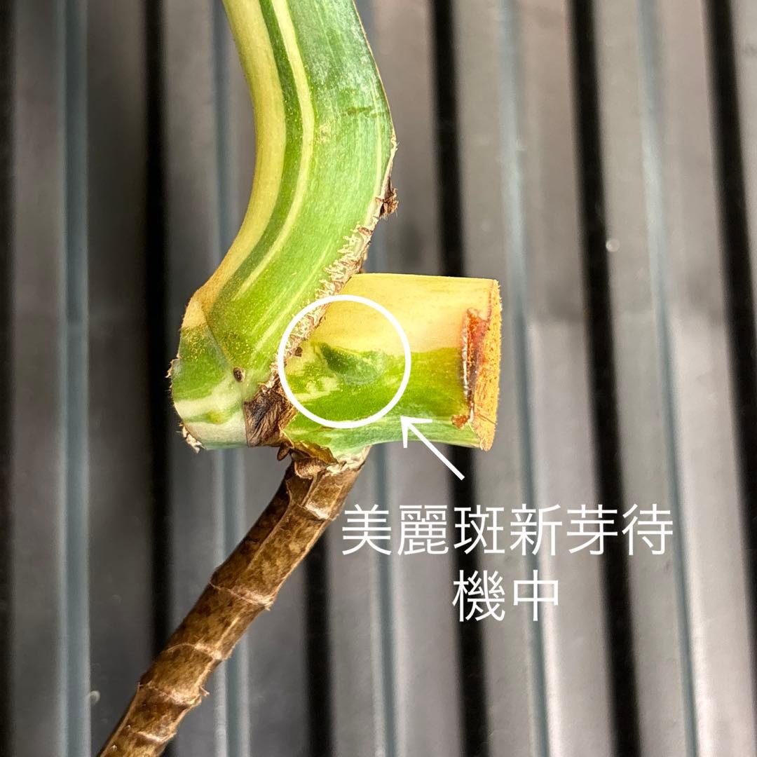 売約済み