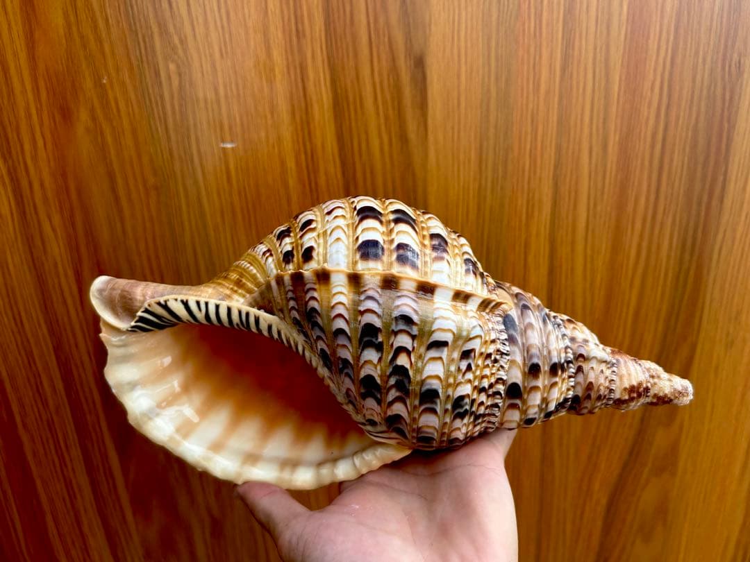 法螺貝　2個セット　(35.5cm 32.8cm)