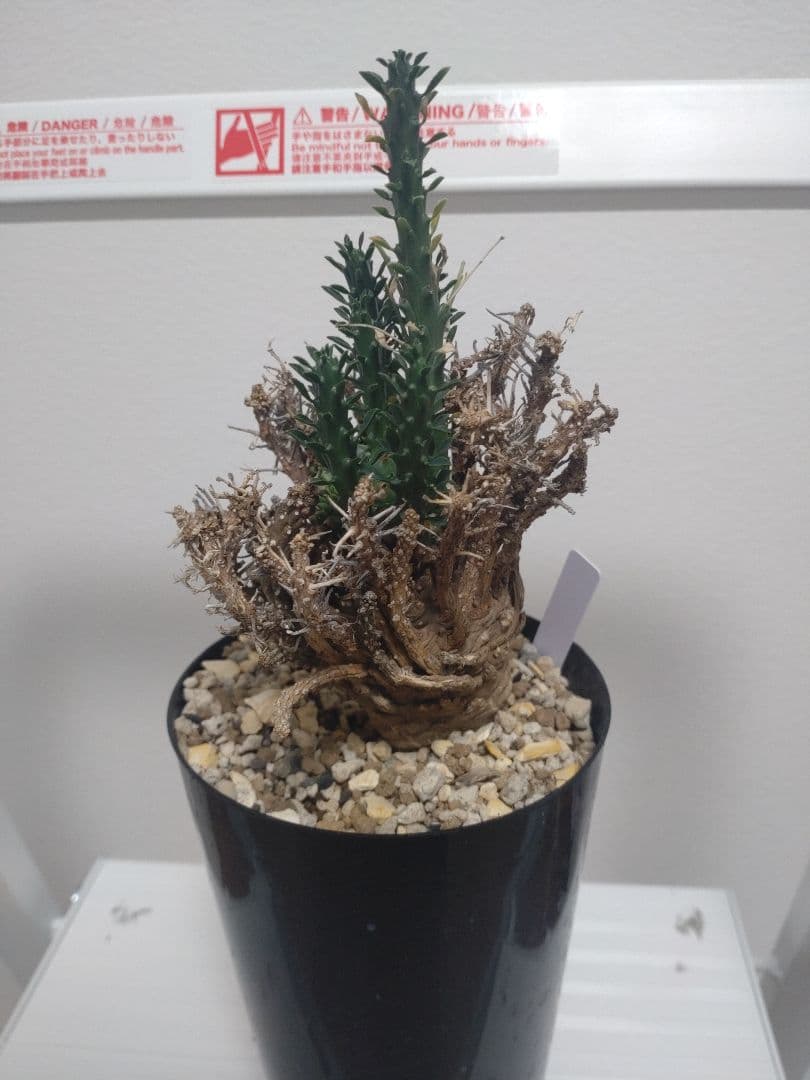 ユーフォルビア ホープタウンエンシス