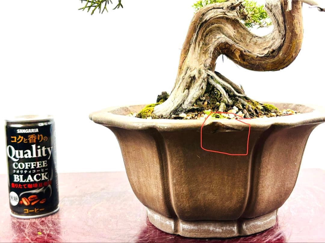 真柏盆栽⑤