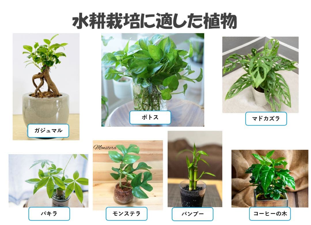 上部濾過槽＋ガラス水槽セット　アクアリウム水槽アクアポニックス仕様上部フィルター