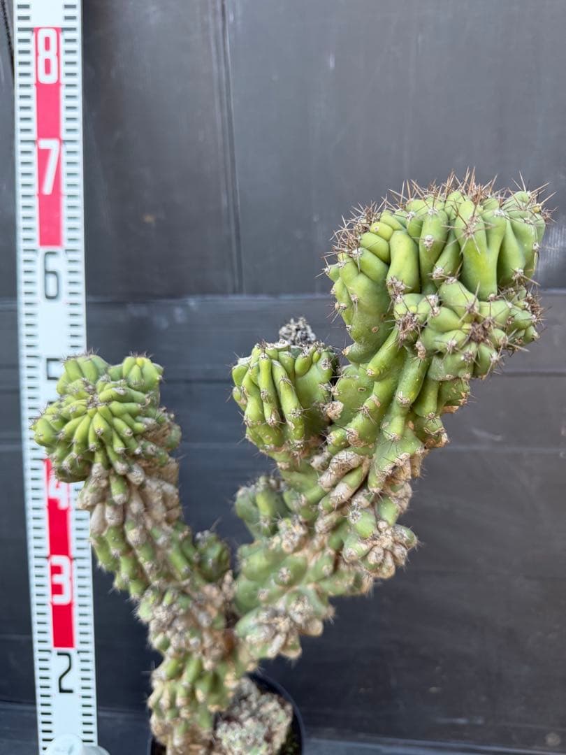 特大　岩石獅子　岩石柱　柱サボテン　約80cm