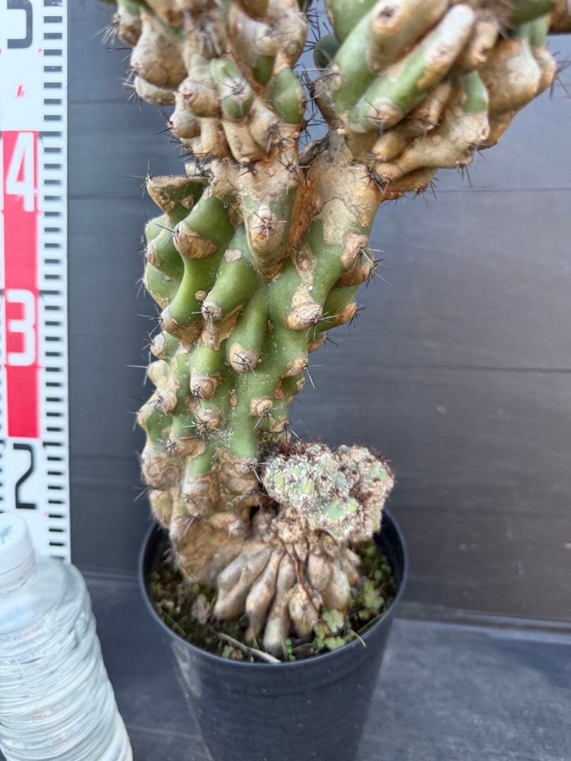 特大　岩石獅子　岩石柱　柱サボテン　約80cm