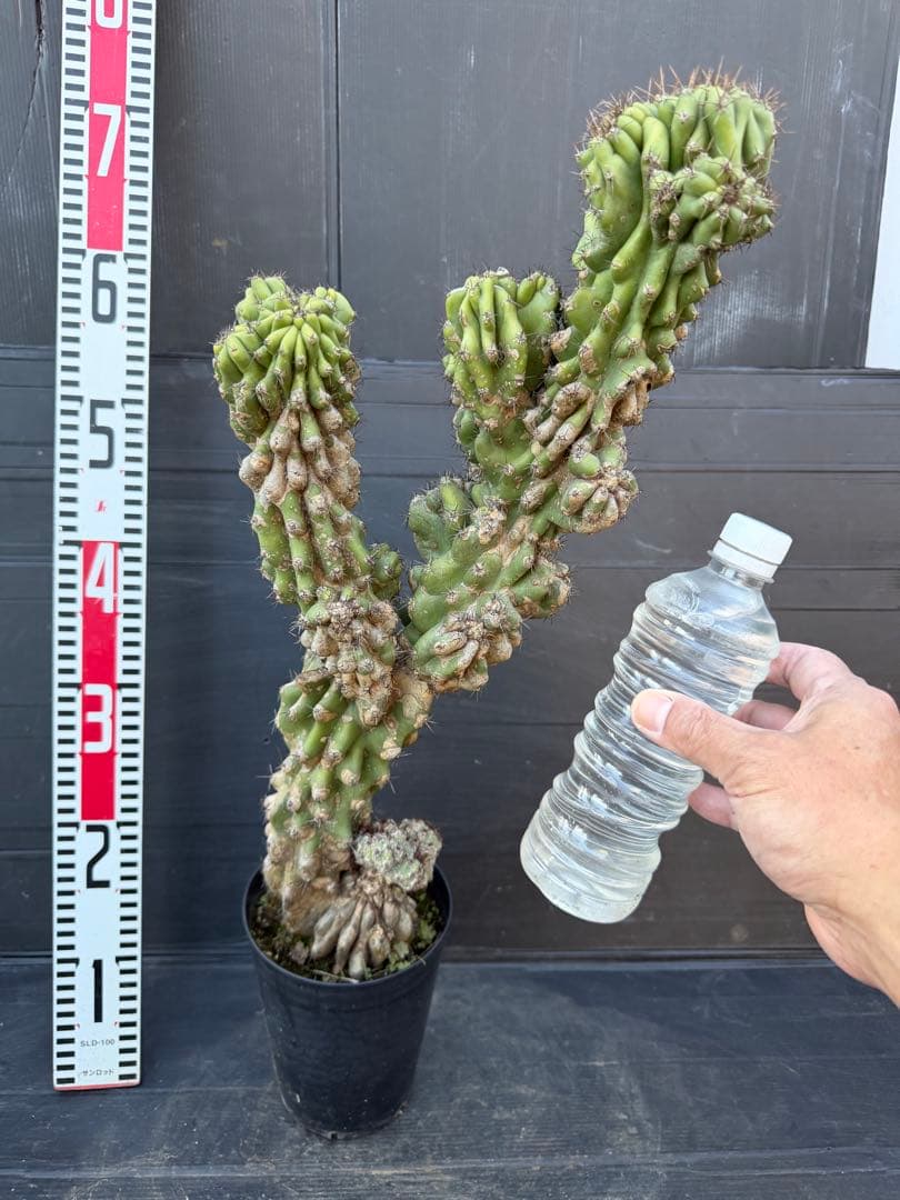 特大　岩石獅子　岩石柱　柱サボテン　約80cm