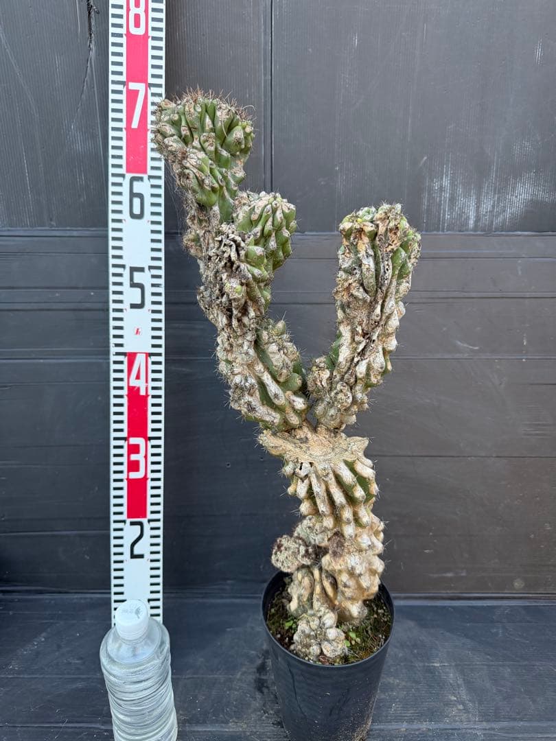 特大　岩石獅子　岩石柱　柱サボテン　約80cm