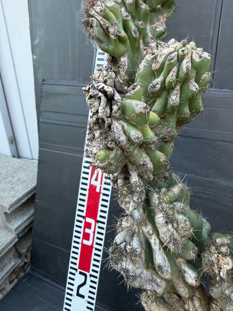 特大　岩石獅子　岩石柱　柱サボテン　約80cm