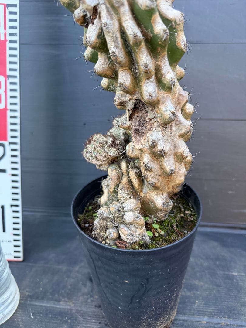 特大　岩石獅子　岩石柱　柱サボテン　約80cm