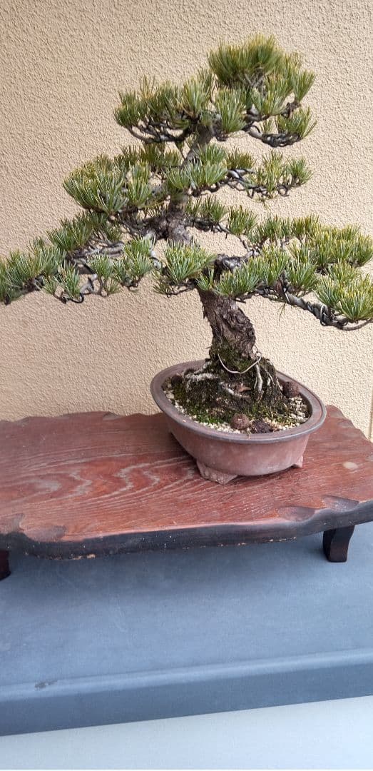 貴風盆栽五葉松