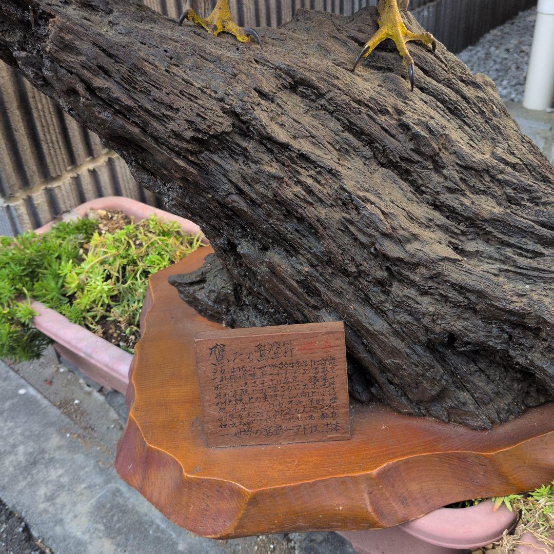鷹の剝製