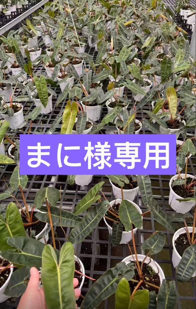 【まに】