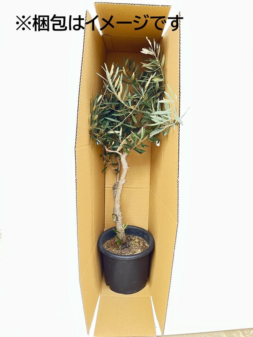 オリーブの木　セントキャサリン　8号　約140cm　K-321　希少　現品掲載
