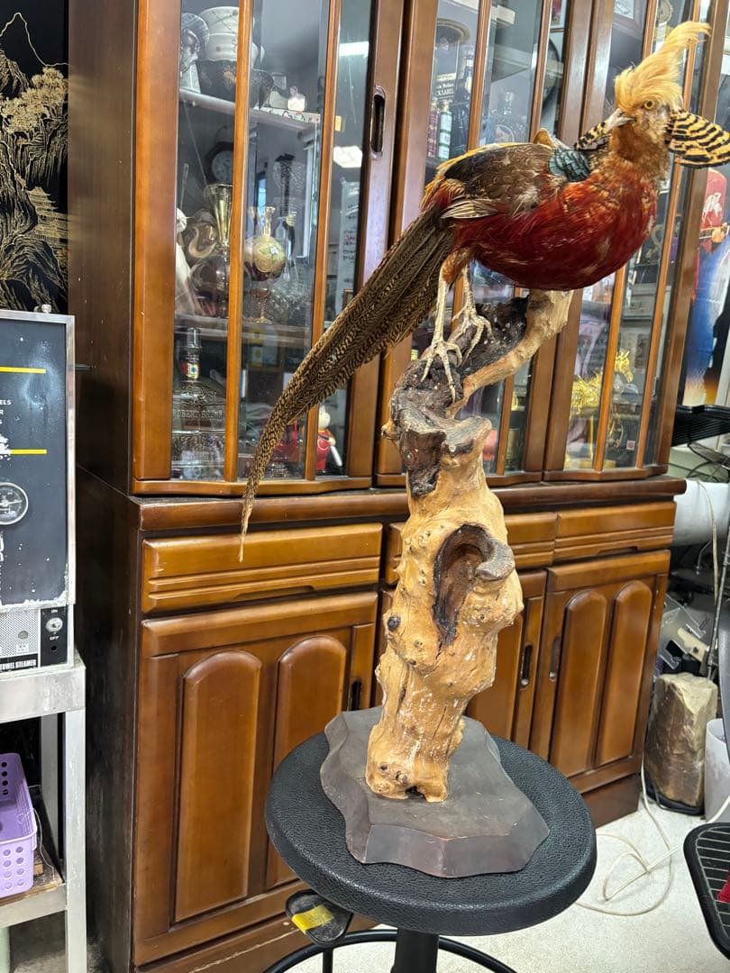 キジの 剥製 木製 の台座 鳥の置物 高さ約７１cm 大特価激安