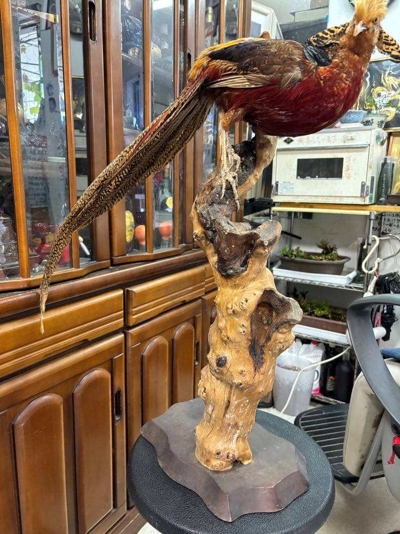 キジの 剥製 木製 の台座 鳥の置物 高さ約７１cm 大特価激安