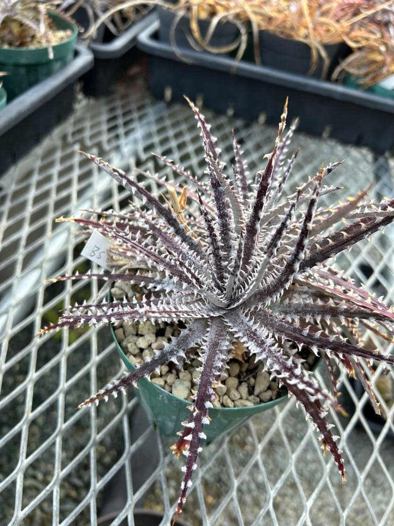 その他多肉植物 Dyckia Bill Baker's BS hybrid, No Name