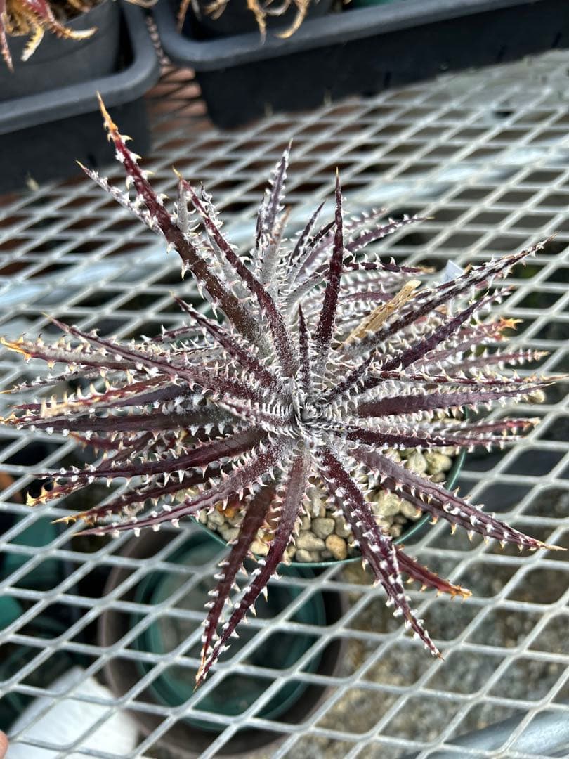 その他多肉植物 Dyckia Bill Baker's BS hybrid, No Name