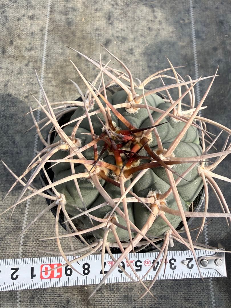 光琳玉　ギムノカリキウム　天平丸　魔天竜