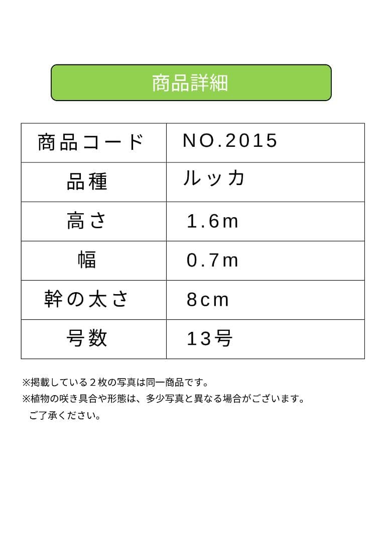 オリーブの木　ルッカ　約160cm　NO.2015　大型　人気品種　現品掲載