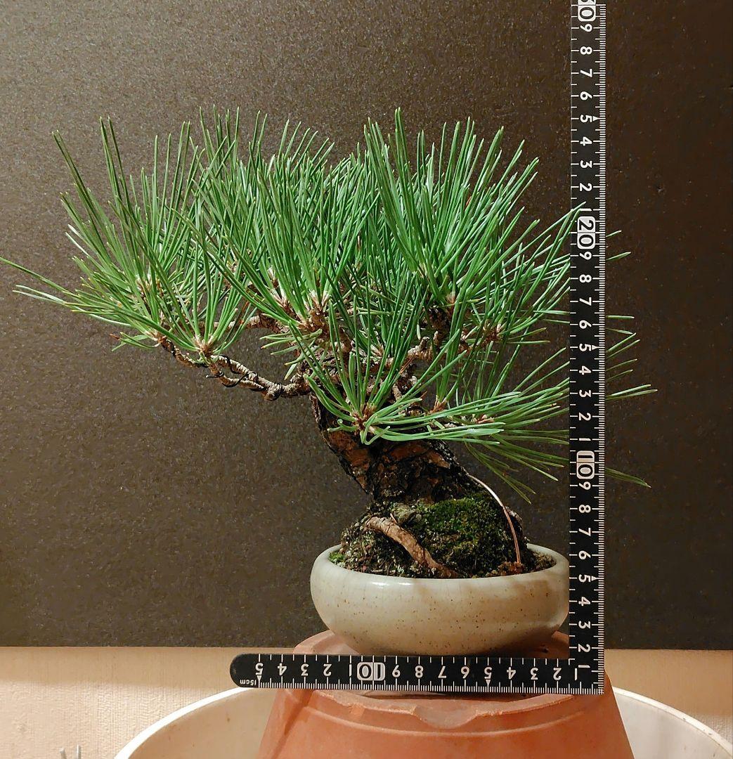 黒松盆栽！
