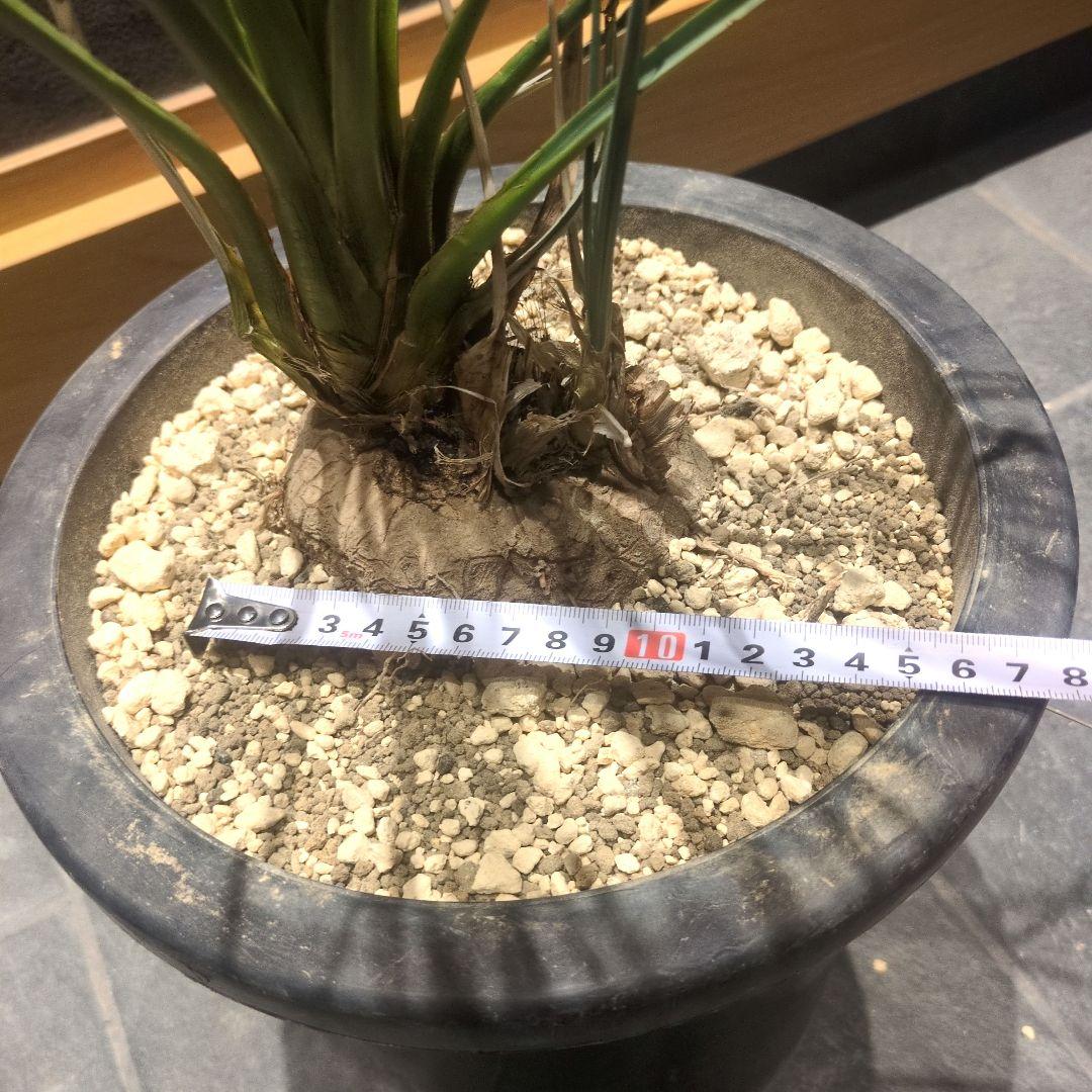 カリバナス フーケリー 大株　珍奇植物　コーデックス フーケリー サボテン