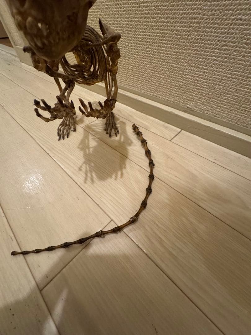 猿　全身標本