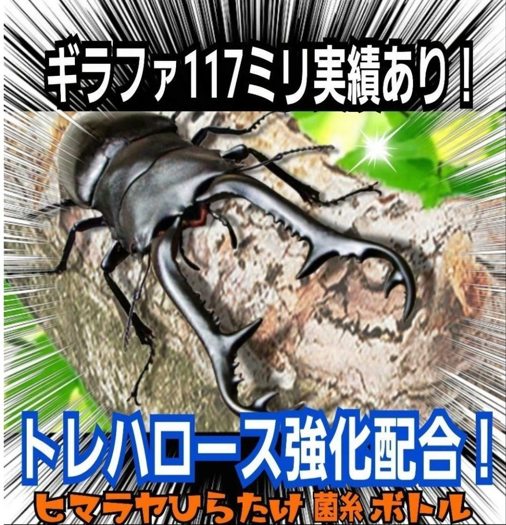 オオヒラタケ菌糸瓶1100ml【８本】特殊アミノ酸強化配合！オオクワガタに抜群！
