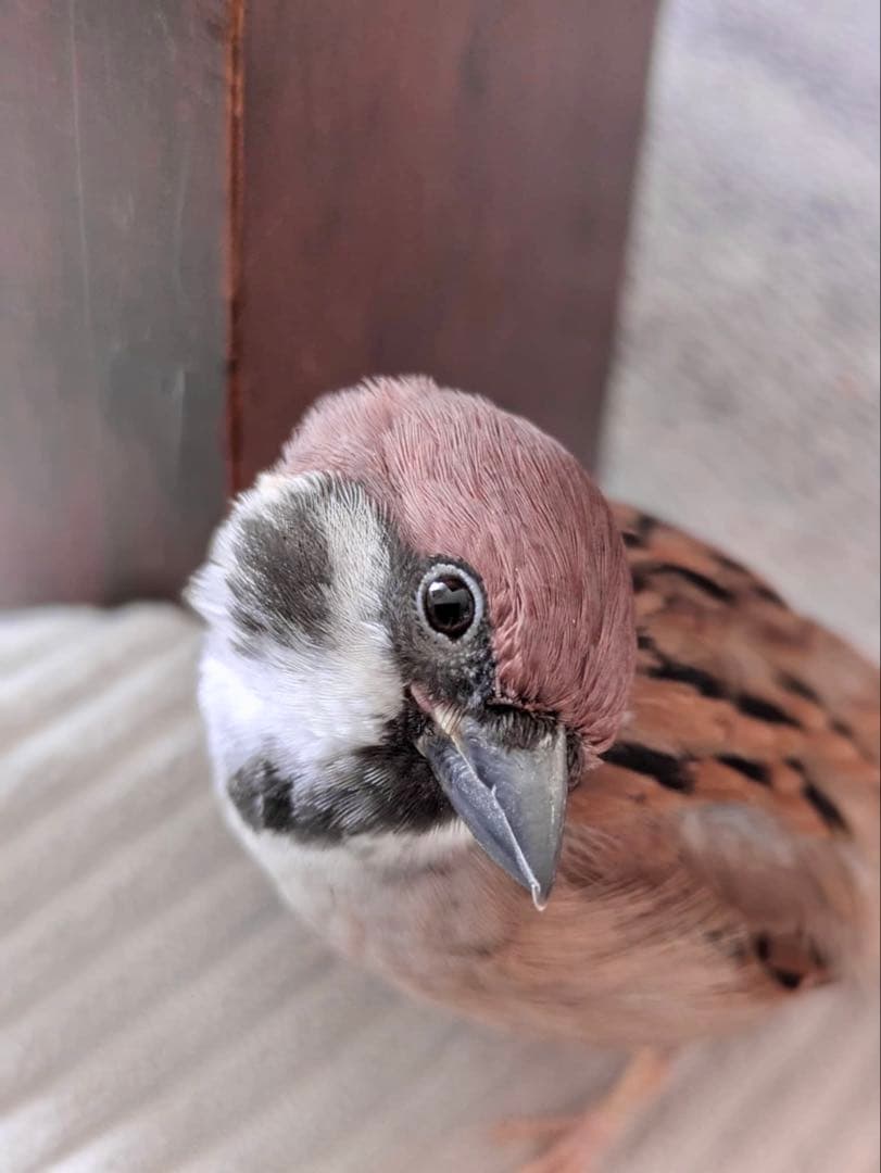 サンプル