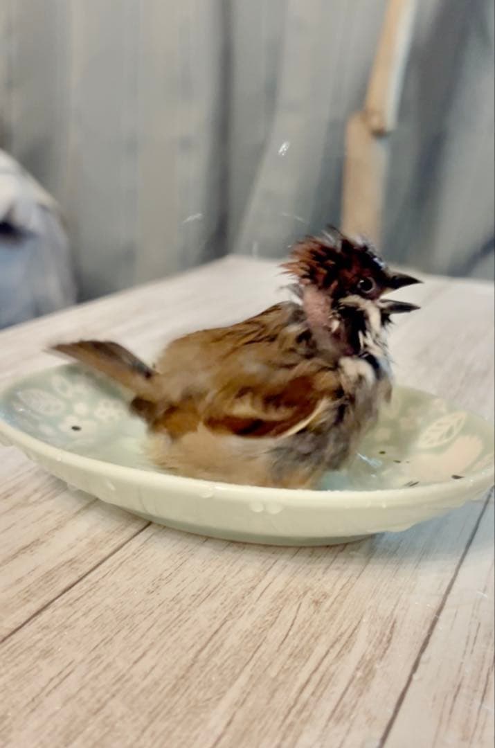 サンプル