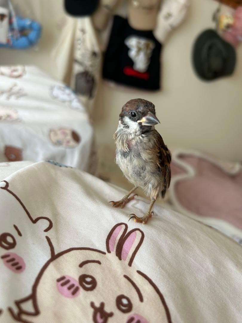 サンプル