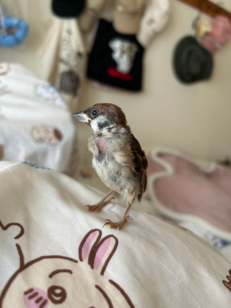 サンプル