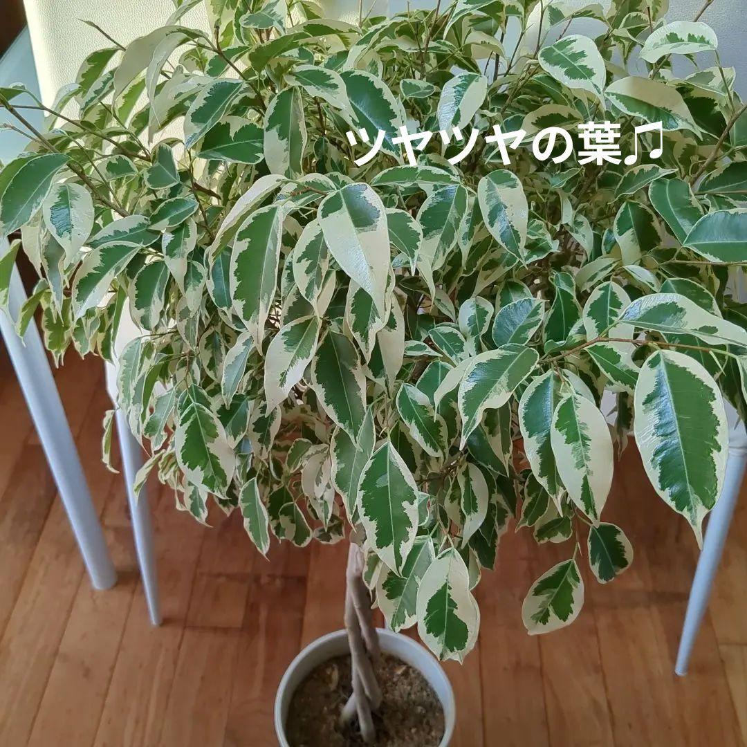 観葉植物　フィカスベンジャミナ・スターライトビューティークイーン　ねじり　7号