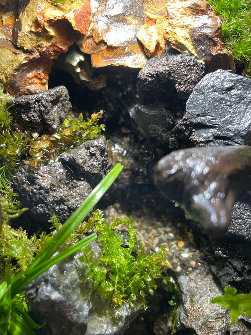 【完成品】2段の滝があるアクアテラリウム