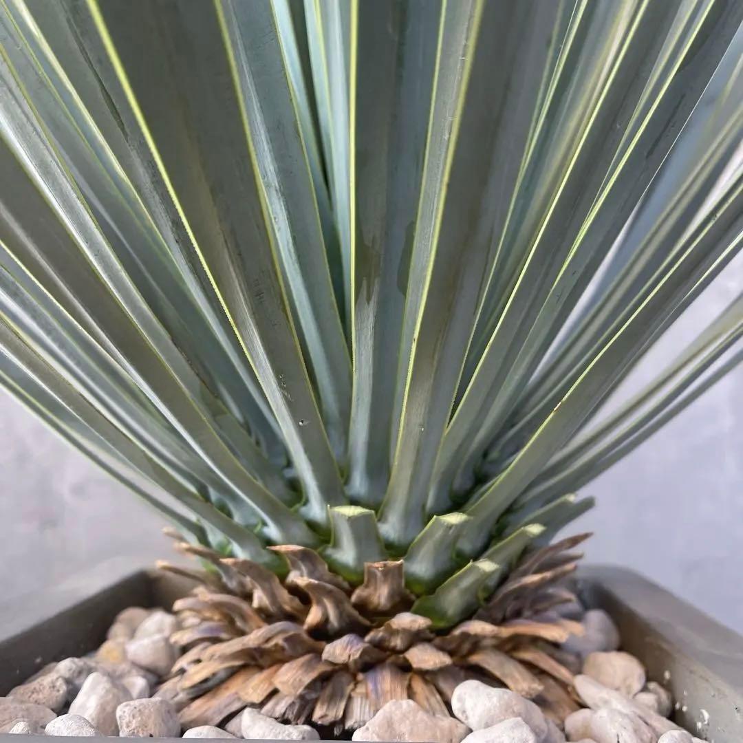 ユッカ ロストラータ　選抜品種　【サファイアスカイズ】陶器鉢　植え込み発送