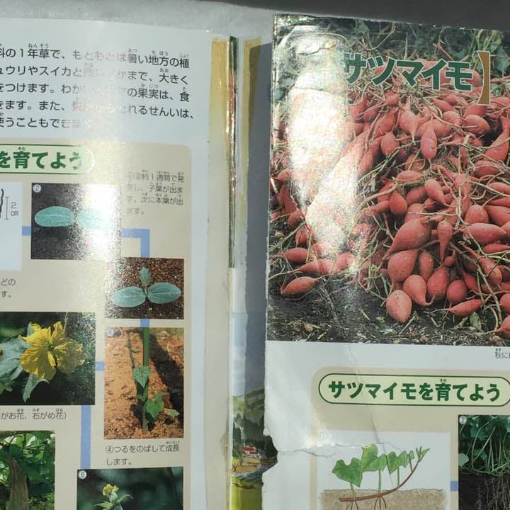 図鑑セット   小学館NEO  ７冊