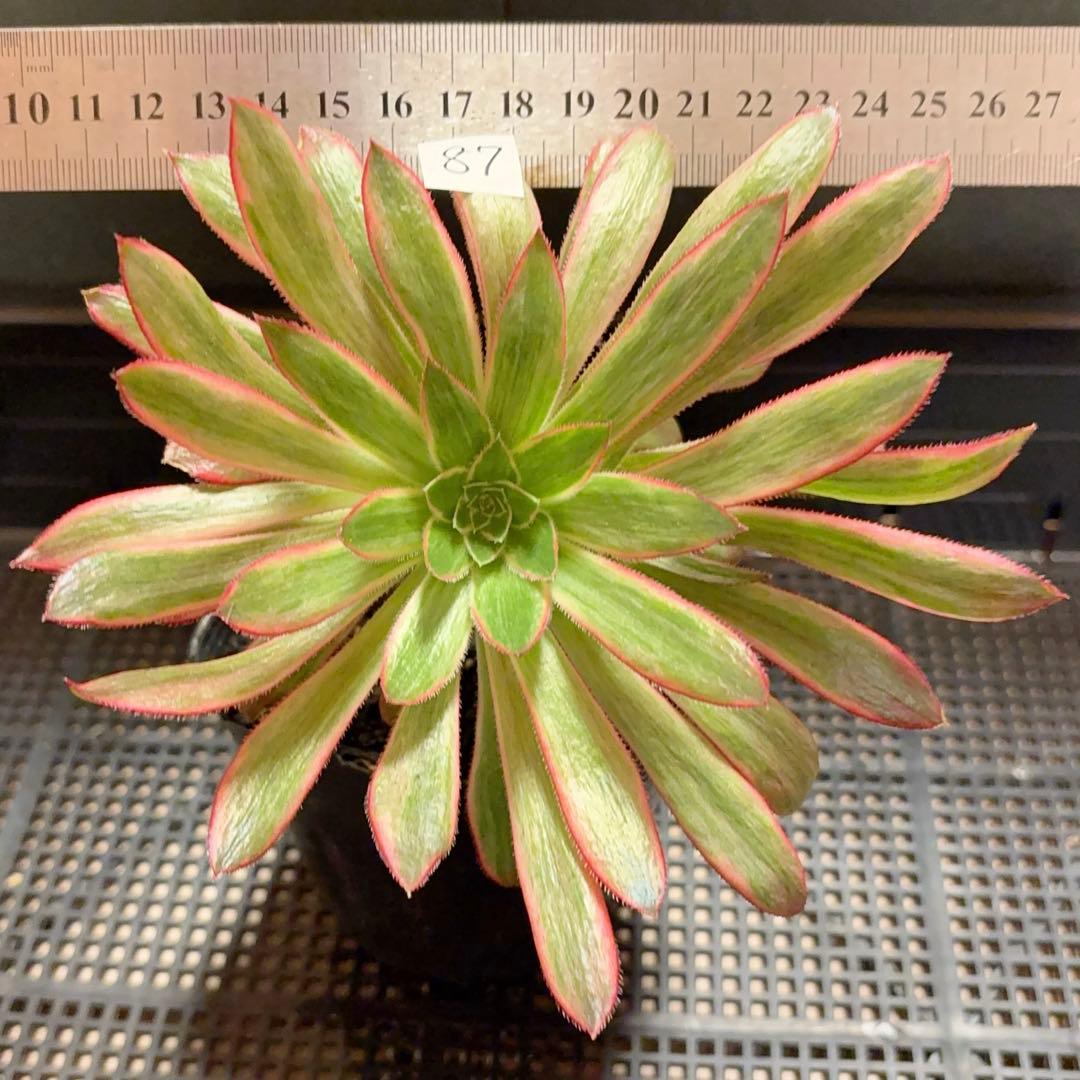 87#多肉植物アエオニウム錦❤️孔雀白錦❤️1大頭17cmカット苗