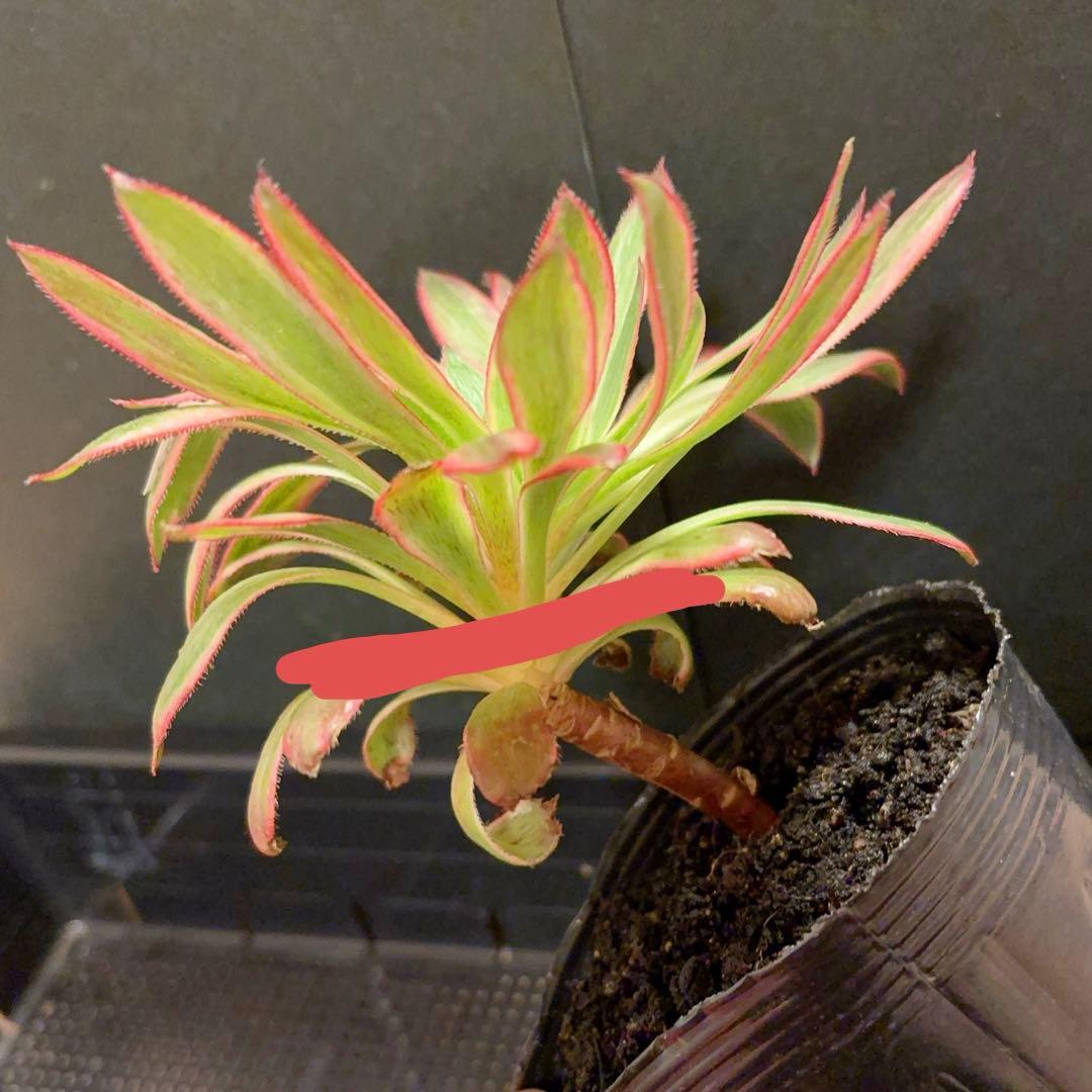 87#多肉植物アエオニウム錦❤️孔雀白錦❤️1大頭17cmカット苗