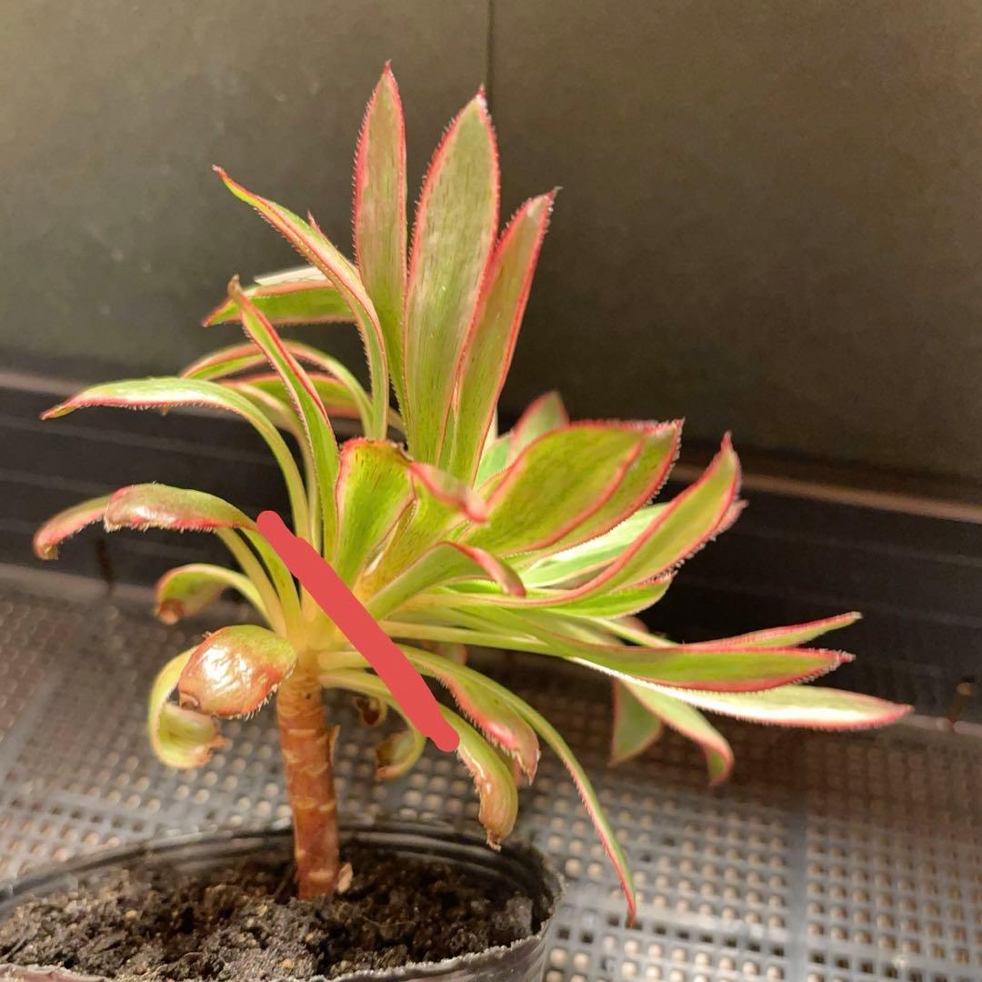 87#多肉植物アエオニウム錦❤️孔雀白錦❤️1大頭17cmカット苗