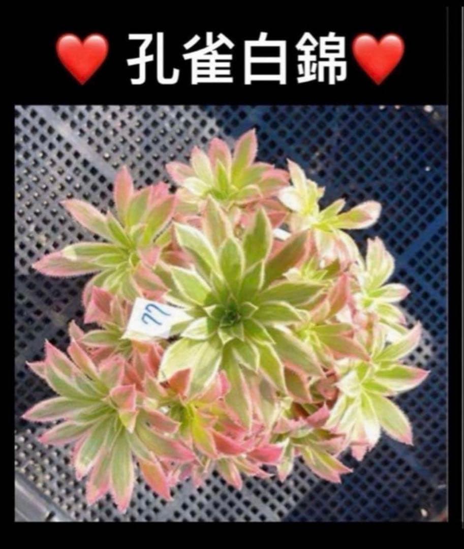 87#多肉植物アエオニウム錦❤️孔雀白錦❤️1大頭17cmカット苗