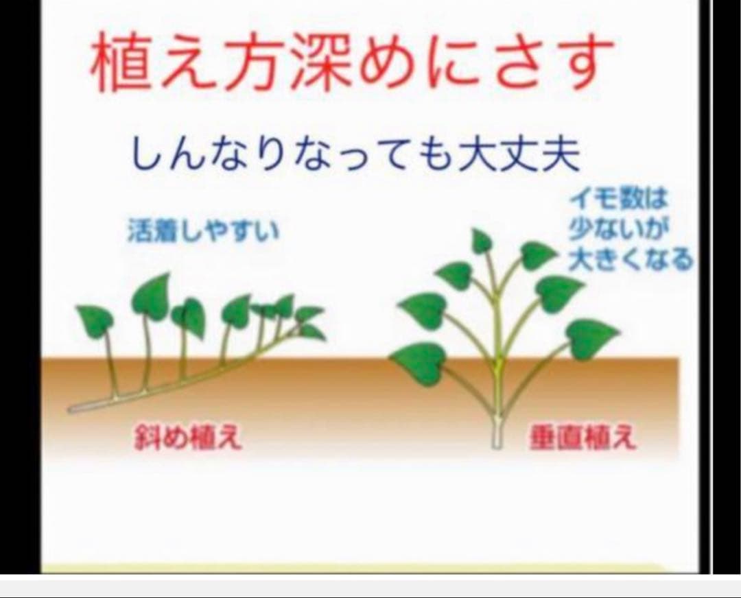 べにはるか苗1000本6月５日発送