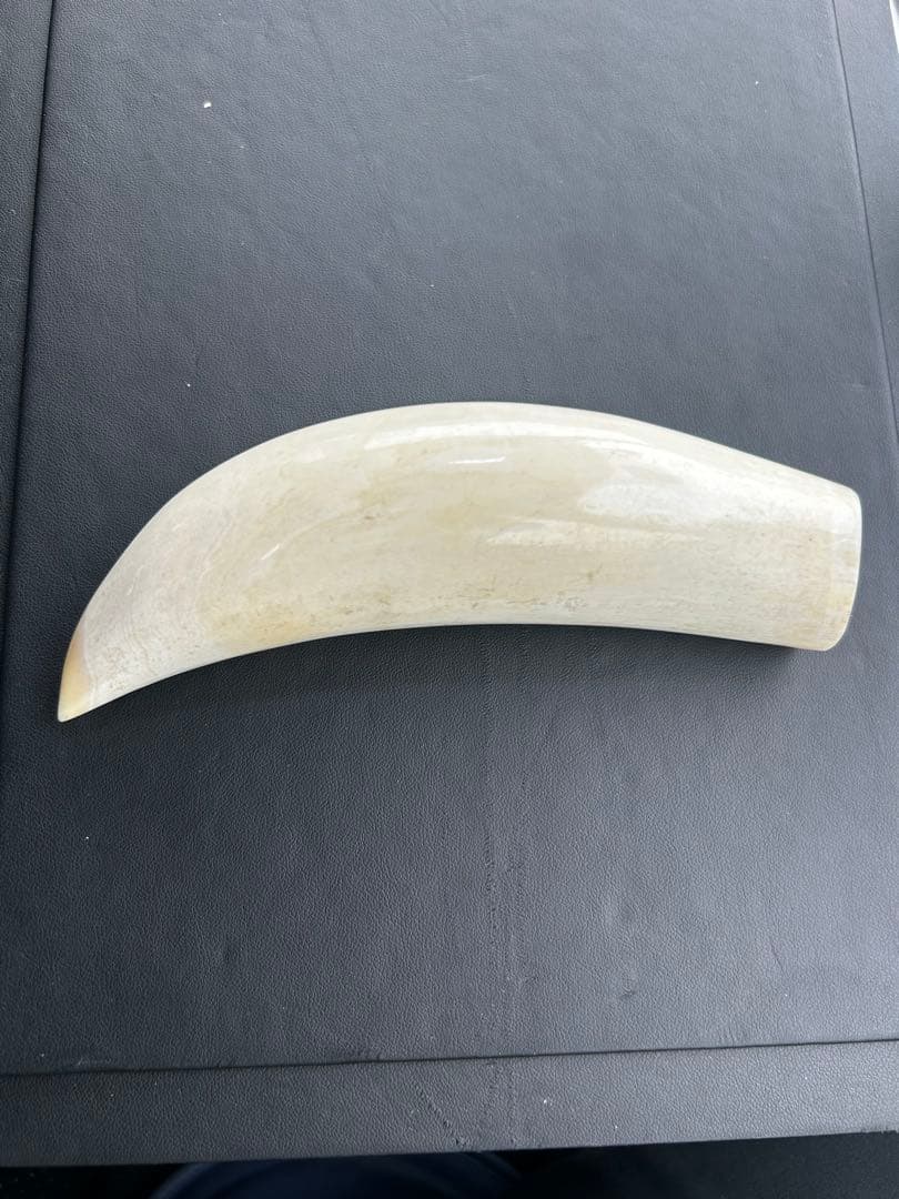 鯨/鯨歯/クジラ/歯/牙/263.68g