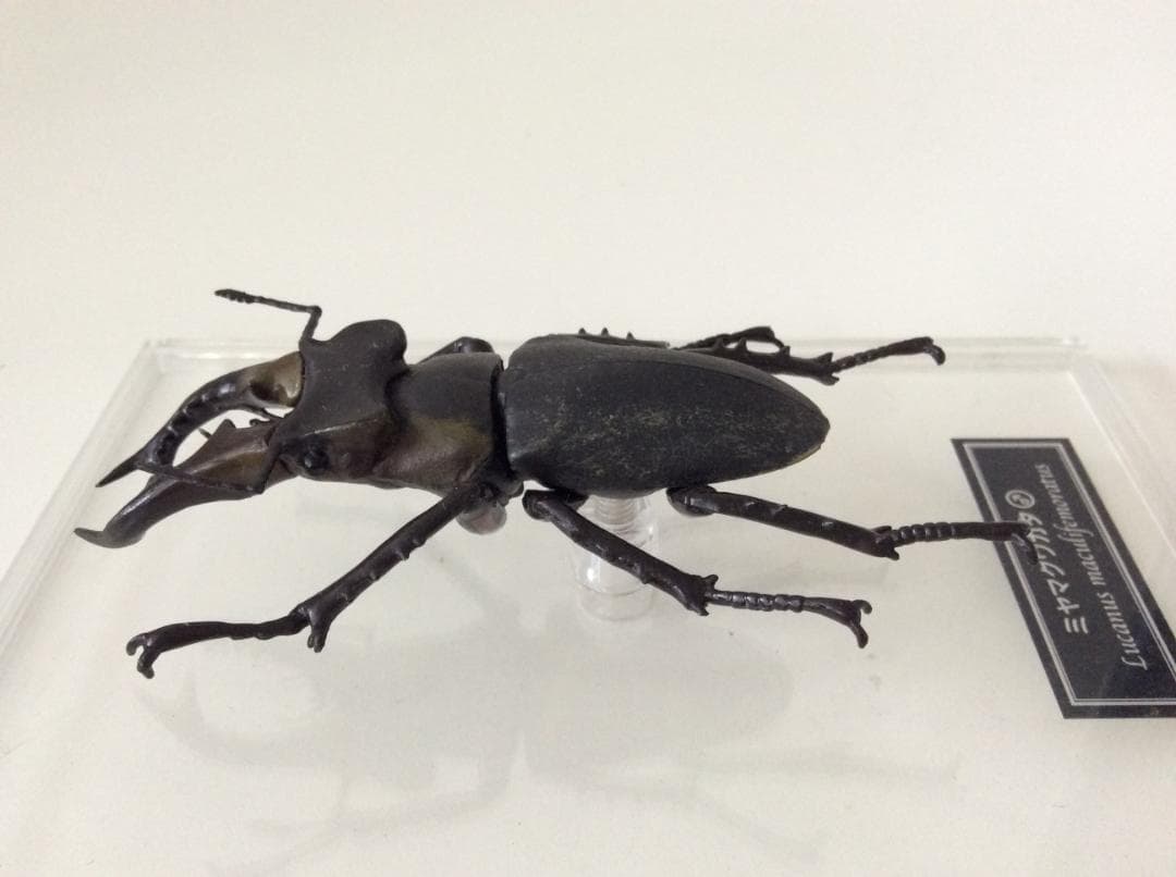 ミヤマクワガタ 標本 全長約7.5cm 甲虫 昆虫 ケース付