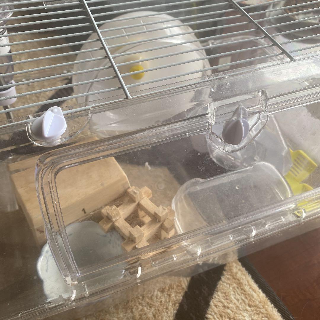 動物