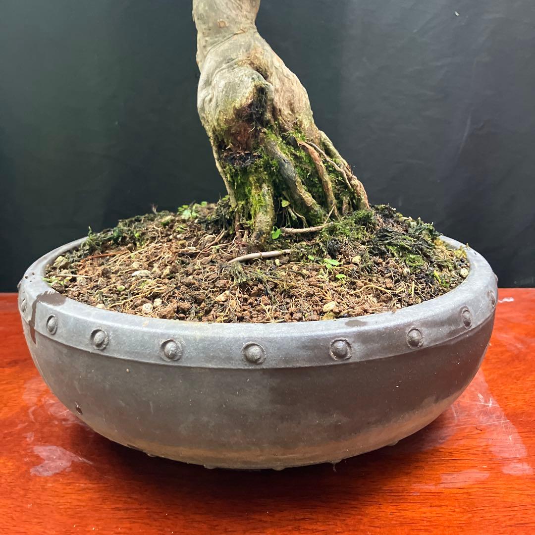 楓 盆栽