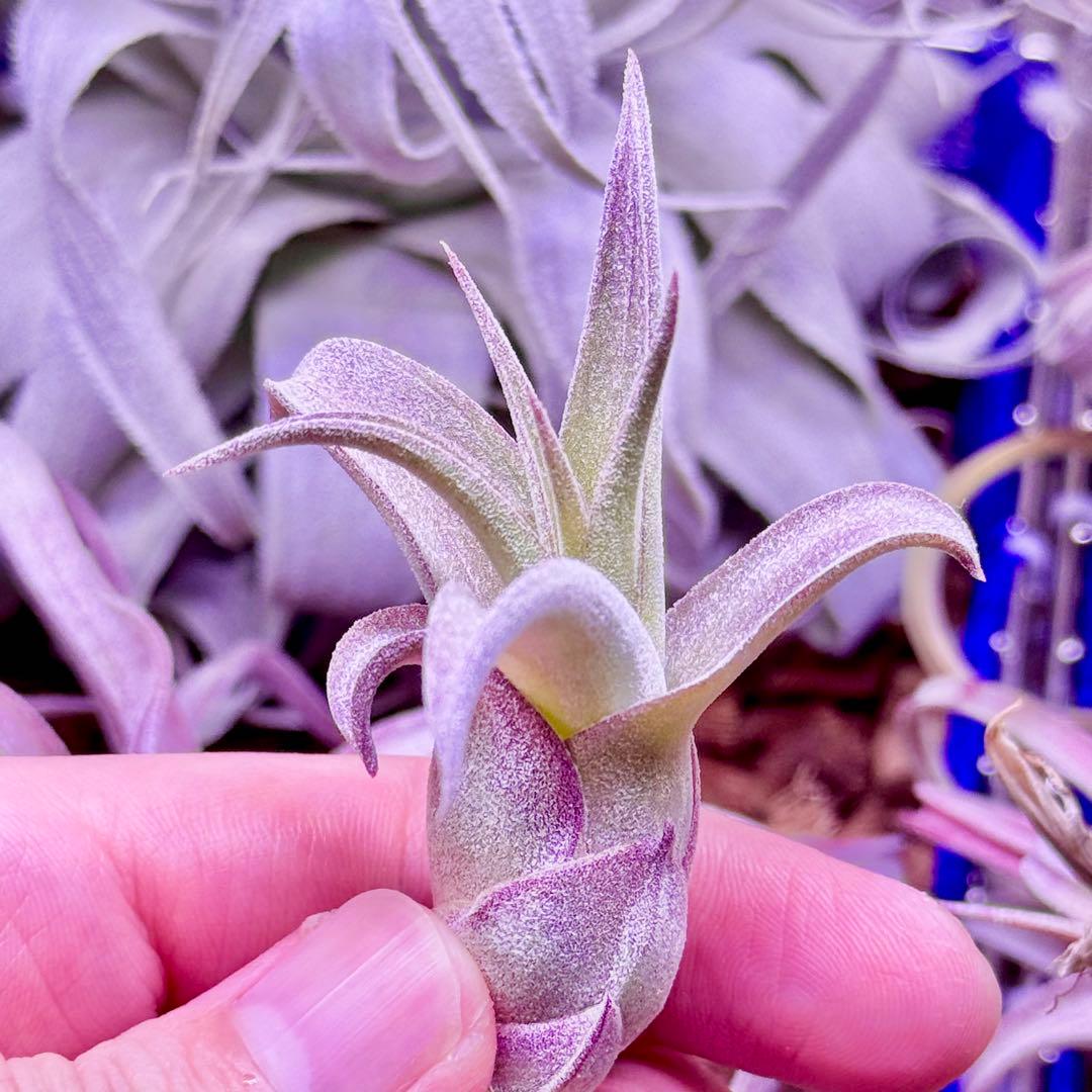 ホ*リ様 Tillandsia 'Red Robin'(レッドロビン)