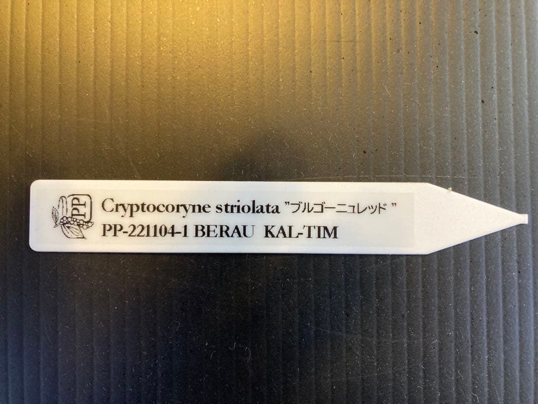 クリプトコリネ　ブルゴーニュレッド　正規タグ付き