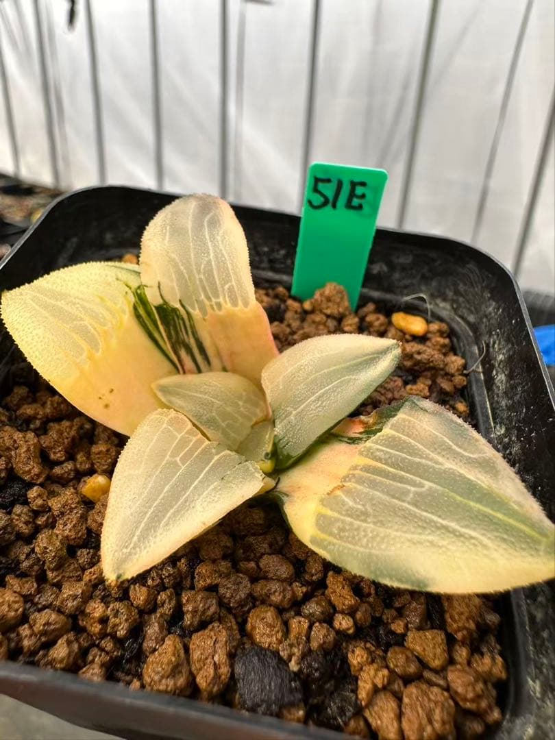 51E 多肉植物 ハオルチア 巨骨舌魚コレクタ錦 根が少ない