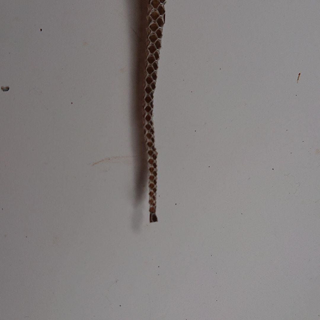 青大将蛇の脱皮