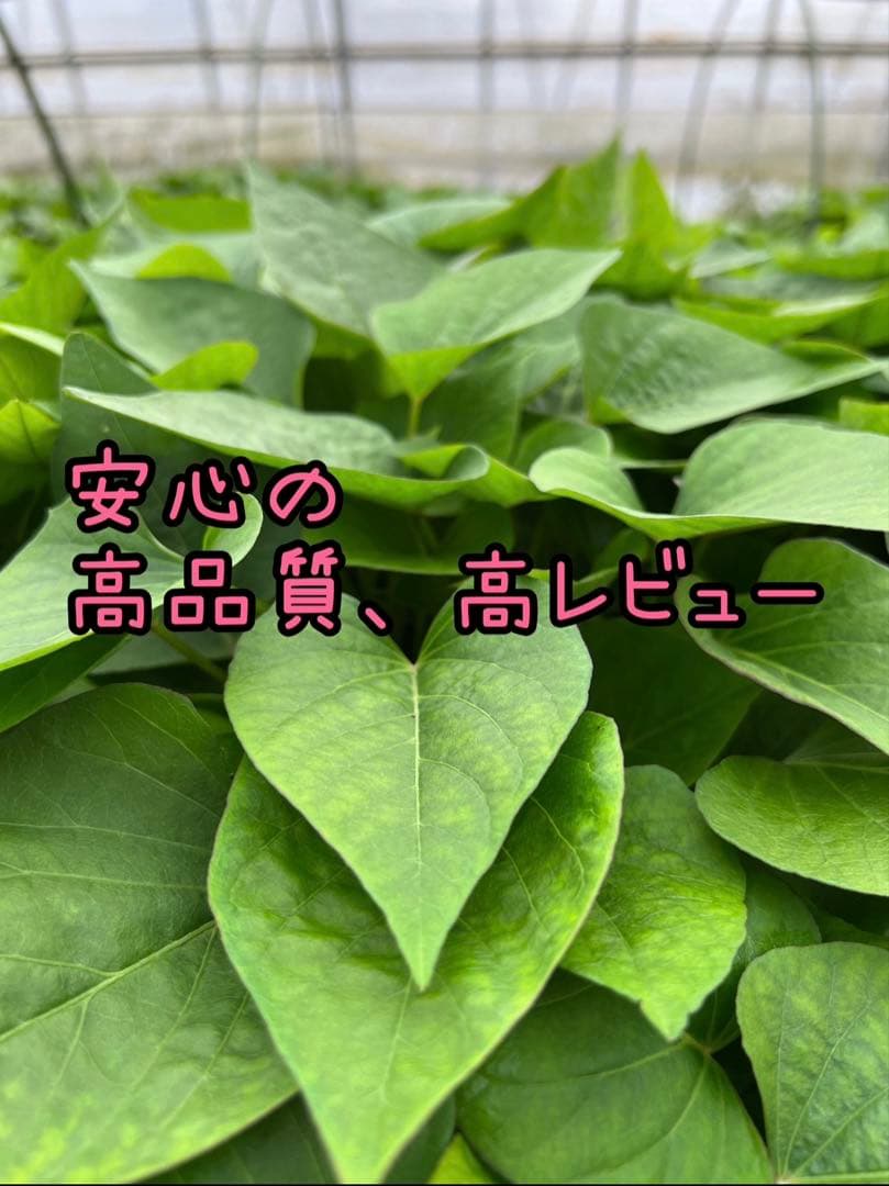 【予約受付中】紅はるか苗☆ウイルスフリー 1000本 4月中旬から発送開始