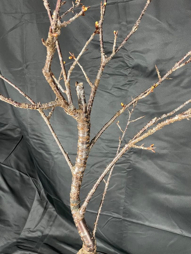 桜　河津桜　カワヅザクラ