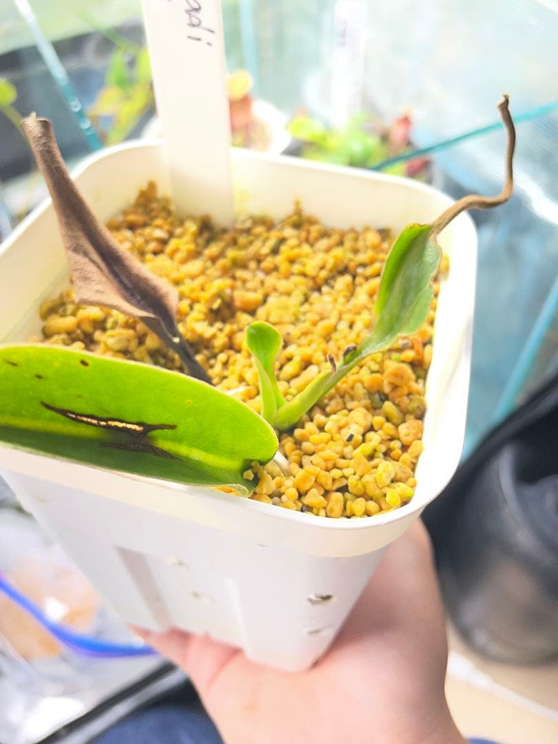 その他観葉植物 ventricosa Quezon luzon